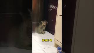 被猫咪吓到怀疑人生的我... #cat  #貓咪 #pets #萌寵 #cute #搞笑配音 #寵物 #short #猫咪