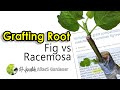 Jarang Orang Buat: Cantum Akar Ara Sungai dengan Pokok Tin || Root Grafting F.Carica vs F.Racemosa