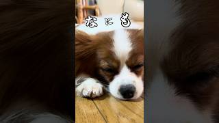 朝の決意 #可愛い #papillon #かわいい犬 #パピヨン