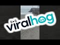 Dog Doesn't Notice Sea Lion || ViralHog