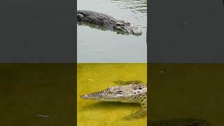How Alligators Sleep?