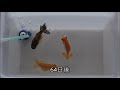 【らんちゅう】当歳魚@200円 飼育244日 明け2歳になる