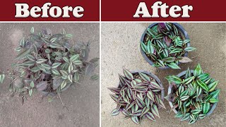 Tradescantia propagation | How to propagate tradescantia quickly?