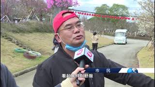 【美丽花城】广州：樱花提前绽放 春节观赏最佳（广州广播电视台）