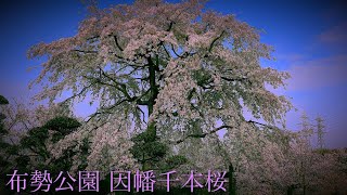 【 布勢公園 因幡千本桜 】桜を撮ってみた！ スライドショー