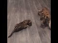 Baby Jaguar meets Baby Tiger