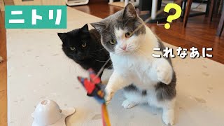 ニトリでGETした猫グッズに大喜びのにゃんこがこちらです