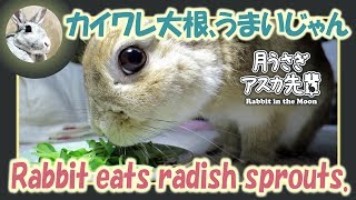 カイワレ大根、うまいじゃん【ウサギのだいだい 】　2018年3月29日