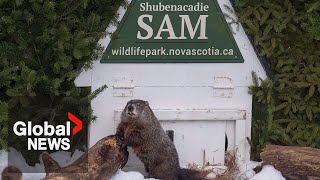 Groundhog Day 2023: Shubenacadie Sam sees her shadow, predicts 6 more weeks of winter