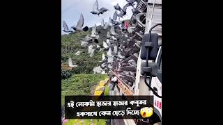 এই লোকটা হাজার হাজার কবুতর একসাথে কেন ছেড়ে দিচ্ছে? | রহস্য কি | সত্য জানলে অবাক হবেন!