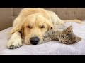 Adorable Kitten Never Leaves His Sleeping Golden Retriever!