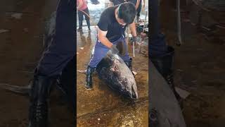 Giant Bluefin Tuna Cut / 巨大黑鮪魚切割