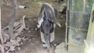 オオアリクイ親子「アイチ＆アモ」 （江戸川区自然動物園）Giant Anteater Mother \u0026 Baby