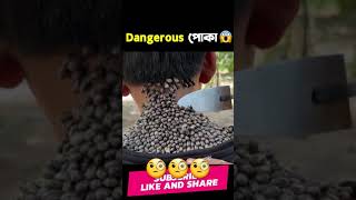 রক্তচোষা পোকা | bangla 1M | dangerous incects of this world ♥♥♥