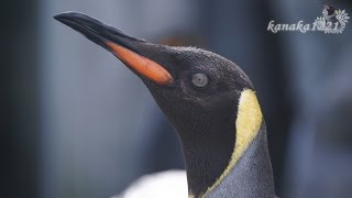 旭山動物園 ヒナが生まれて赤ちゃん鳴きするキングペンギン37番