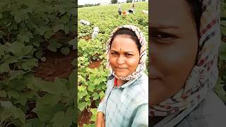 రైతు బిడ్డగా పుట్టడం నా అదృష్టం#villeage లైఫ్ #farming life#🌱🌱🌱plz_subscribe_my_channel