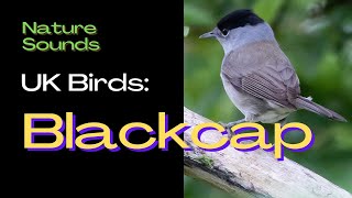 Blackcap : UK Birds -  Do you the sound of this Bird? Bird Song Identifier, Bird Call, Bird Watching