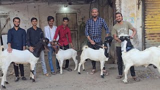 Ghar Ke Pale Full Vaccinated Andul \u0026 Kassi Goats Lo Aur Shouk Karo || Sameer Bhai Bhiwandi Mumbai ||