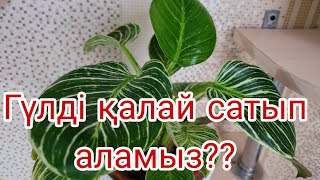 Гүлді сатып аларда қалай таңдау жасаймыз❓️❓️❓️ #үйгүлдері#гүлсатыпалу#гүл