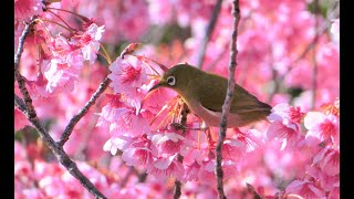 Cherry blossom at Ebara Shrine (荏原神社) in Tokyo. -Tokyo, Japan Travel Guide -