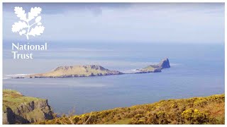 Growing blossom hedges for farming and nature at Rhosili on the Gower, Wales with the National Trust