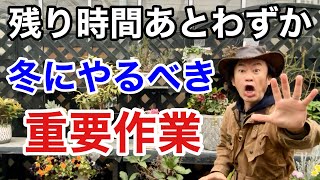 【花実大量確定】今やるべき最も効果的な園芸作業教えます　　　　　　　　【カーメン君】【寒肥】【ガーデニング】【初心者】