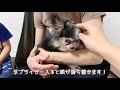 【老犬チワワ15歳半自宅用ネブライザー】吸引器購入