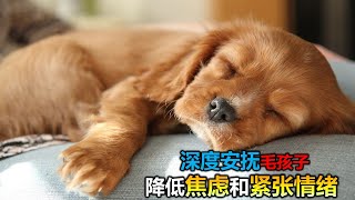 🐶【让狗狗放松入睡的音乐! 降低焦虑不安 孤独感】8小时让狗狗深度放松的音乐🐶小狗安眠音乐 宠物疗愈音乐  🎵🎶  放松毛孩子的心情，降低焦虑和紧张情绪  放松你的狗狗  睡眠音乐 安抚放松你的狗狗