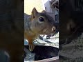 Sunshine squirrel 🐿 extreme close up! #squirrel #funny #cute #animals #animalvideos