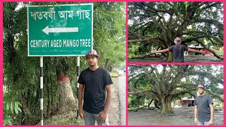 ঐতিহ্যবাহী গোপালগঞ্জের শতবর্ষী আম গাছ। Centennial mango tree of traditional Gopalganj.