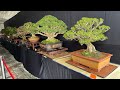 BONSAI and SUISEKI Championship Show Sarawak Open 2024 Part 8