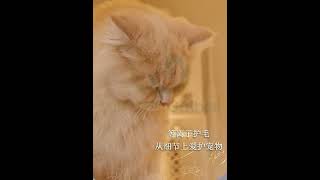 22060 寵智迪猫咪寵物烘乾箱家用吹風機吹水機狗狗洗澡吹幹神器靜音殺菌