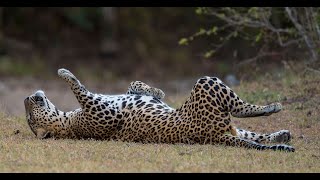 Relax Leopard -  Yala National Park