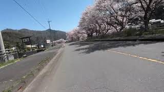 名田庄　桜街道