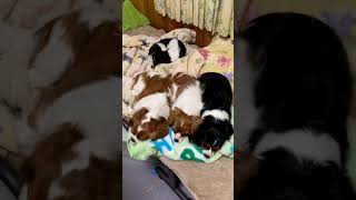 キャバリア　ハムちゃん＆ミルク＆カルーア＆うにちゃん　Cavalier King Charles Spaniel puppy    キャバリア　カル＆ミル