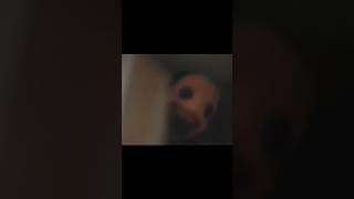 Hello Elder Mimic #horror #vitacarnis #memes #markiplier