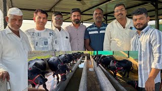 65 हजारात मुर्हा म्हैस? पहा एवढ्या स्वस्त कुठे मिळतात | Murrah Buffalo Farming Maharashtra