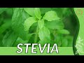 Everything About STEVIA in 1 Minute (History, Growing, Nutrition, Companion Planting!)