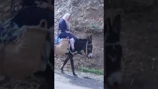 مشيت السوق بالحمارة 🐴