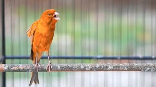 PANCINGAN Kenari GACOR PANJANG Cuit CUIT EMOSI ini AMPUH utk MASTERAN Kenari PAUD belajar BUNYI |323