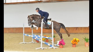 SOLD **CUTE COMPACT HUNTER** Skywalker 3yo gelding by Hors la Loi II / Papillon Rouge