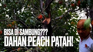 Akibat Peach Terlalu Lebat