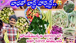 🇺🇸అమెరికా ||మా గార్డెన్ clean చేస్తూ veg Harvest చేసాము చూడండి 🏡🪴🍅🌶️🍆🫛🍇 #gardening #ohio #2024