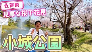 【佐賀県】【お花見】近くで桜を楽しめる「小城公園」