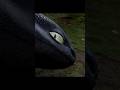 How to Train Your Dragon | 🐉🔥From Misfit to Dragon Rider – Hiccup’s First Encounter with Toothless