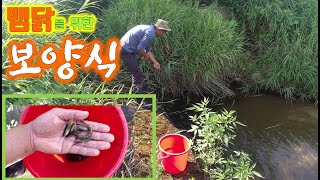 뱀닭을 위한 보양식-3시간이면 물고기가 한가득(nourishing food for snake-eating chickens)