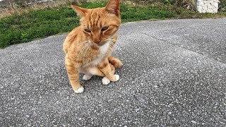 沖縄の野良猫のウチナータイム【猫島】【奥武島】