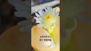 코노/코노피튬/마우가니/슈퍼마우가니