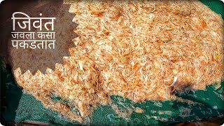 जिवंत जगण्याची मासेमारी | Transparent prawn species fishing | जवला रेसिपी