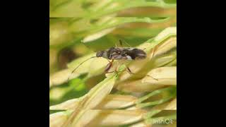 Best insecticide \u0026 fungicide in paddy